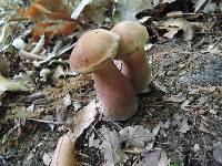 Tylopilus badiceps image