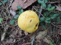 Suillus subaureus image