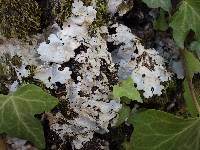 Lobaria amplissima image