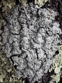 Pertusaria amara f. amara image