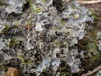 Peltigera praetextata image