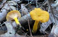 Cantharellus ignicolor image