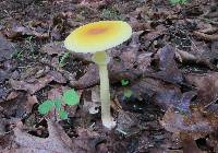 Amanita banningiana image