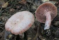 Lactarius subpurpureus image