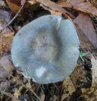 Russula redolens image