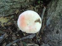 Russula aurora image