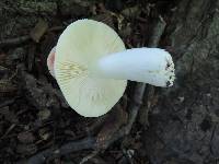 Russula aurora image