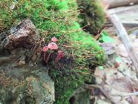 Mycena sanguinolenta image