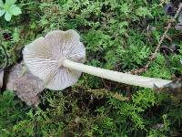 Entoloma subserrulatum image