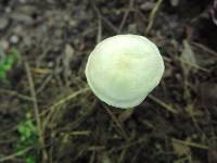 Entoloma sericellum image