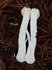 Hypomyces hyalinus image