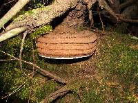 Ganoderma australe image