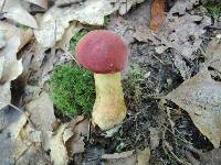 Boletus miniatopallescens image