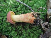 Boletus miniatopallescens image