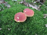 Boletus miniatopallescens image