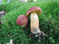 Boletus miniatopallescens image