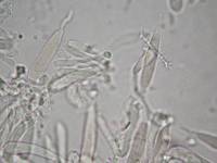 Tricholosporum longicystidiosum image