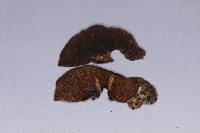 Tricholosporum tropicale image