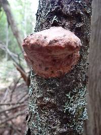 Fomitopsis rosea image