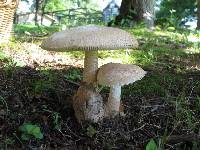 Amanita volvata image