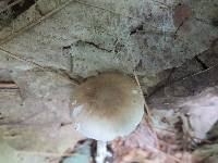 Amanita solaniolens image