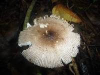 Amanita sect. Vaginatae image