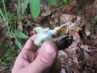 Gyroporus cyanescens image