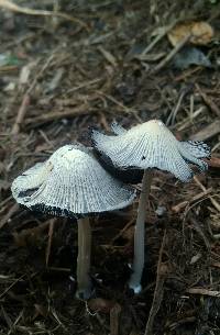 Coprinellus flocculosus image