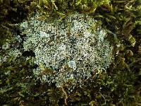 Cladonia pocillum image