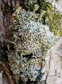 Cladonia chlorophaea image