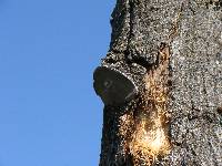 Phellinus tremulae image