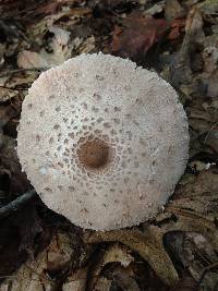 Macrolepiota prominens image