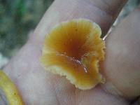 Hygrocybe laeta var. laeta image