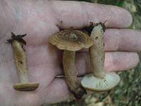 Lactarius quietus var. incanus image