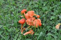 Hygrocybe reidii image