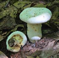 Lactarius subvellereus var. subdistans image