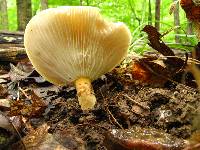 Lactarius hygrophoroides image