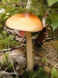 Amanita amerifulva image