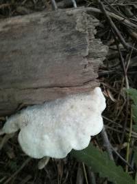 Tyromyces chioneus image
