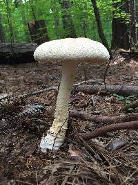 Amanita rhopalopus image