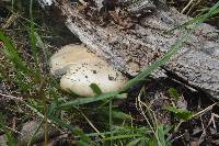 Amanita populiphila image