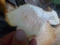 Neolentinus lepideus image