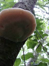 Tyromyces chioneus image