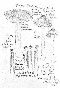 Inocybe posterula image