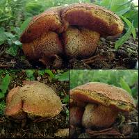 Boletus luridus image