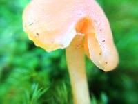 Hygrocybe lamalama image