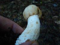 Russula fragrantissima image