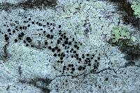 Lecanora argentata image