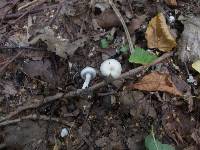 Inocybe geophylla image