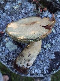 Gyroporus cyanescens image